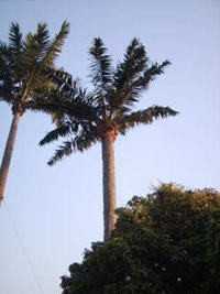 ����Ҭ��(sh��)